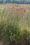 Big bluestem